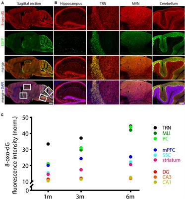 Parvalbumin-Deficiency Accelerates the Age-Dependent ROS Production in Pvalb Neurons in vivo: Link to Neurodevelopmental Disorders